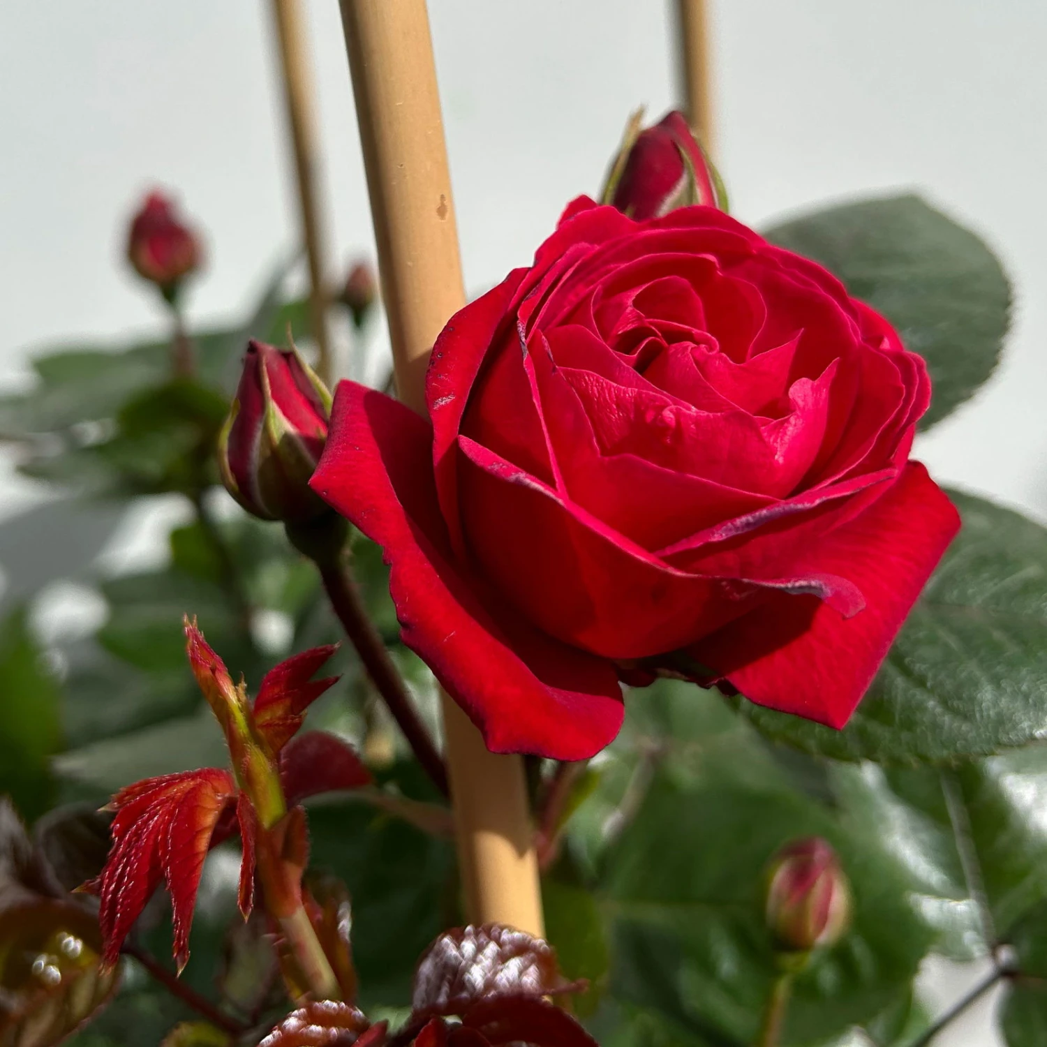 Beetrose 'Kompass'®, Rot, Doppelbogen, Topf 10 Liter 2 Beetrose 'Kompass'®, Rot, Doppelbogen, Topf 10 Liter – Bild 2