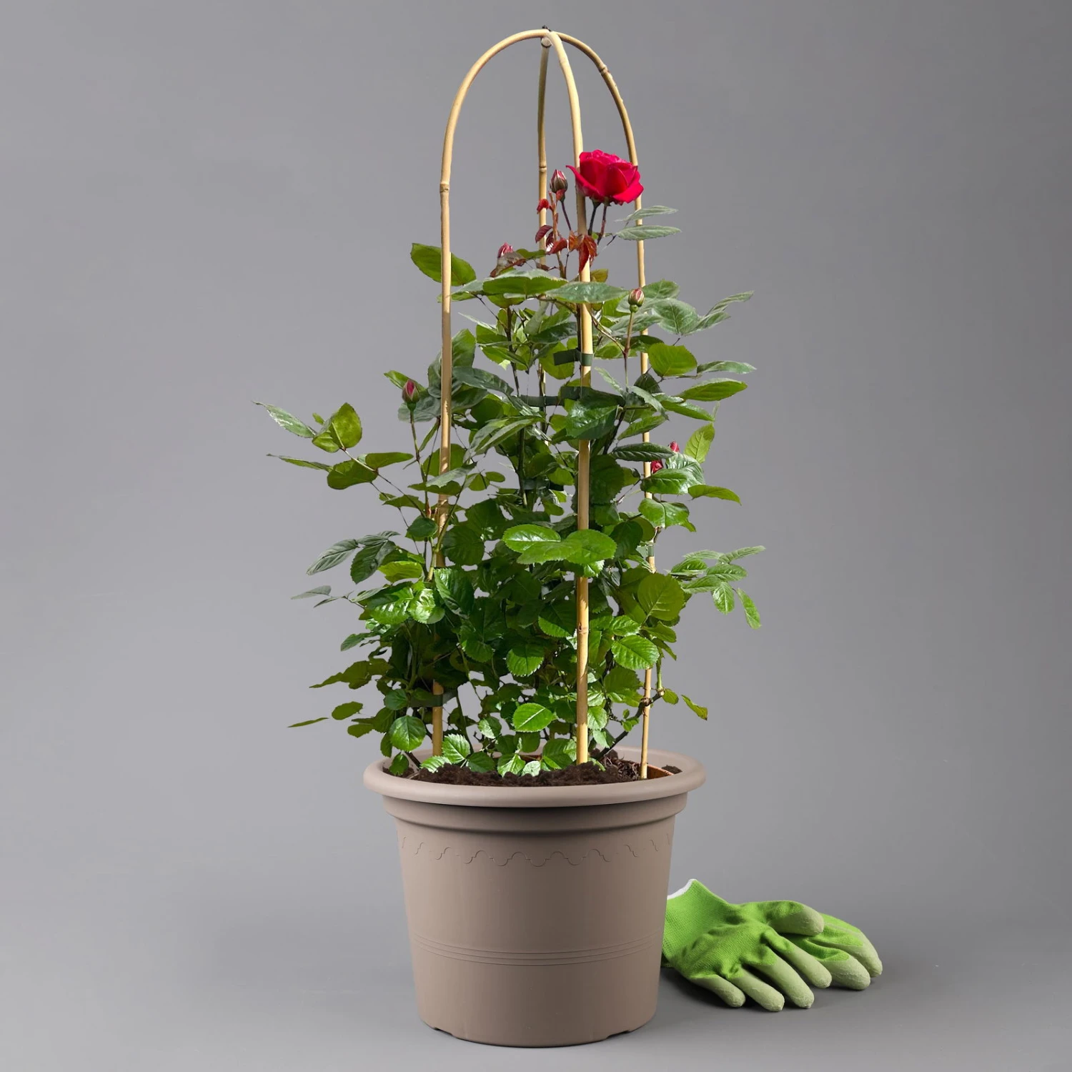 Beetrose 'Kompass'®, Rot, Doppelbogen, Topf 10 Liter 1 Beetrose 'Kompass'®, Rot, Doppelbogen, Topf 10 Liter