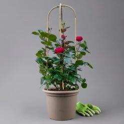 Beetrose 'Kompass'®, Rot, Doppelbogen, Topf 10 Liter 17 Beetrose 'Kompass'®, Rot, Doppelbogen, Topf 10 Liter -Compo Verkäufe 0460851126 rose kompass premium doppelbogen 3 125119