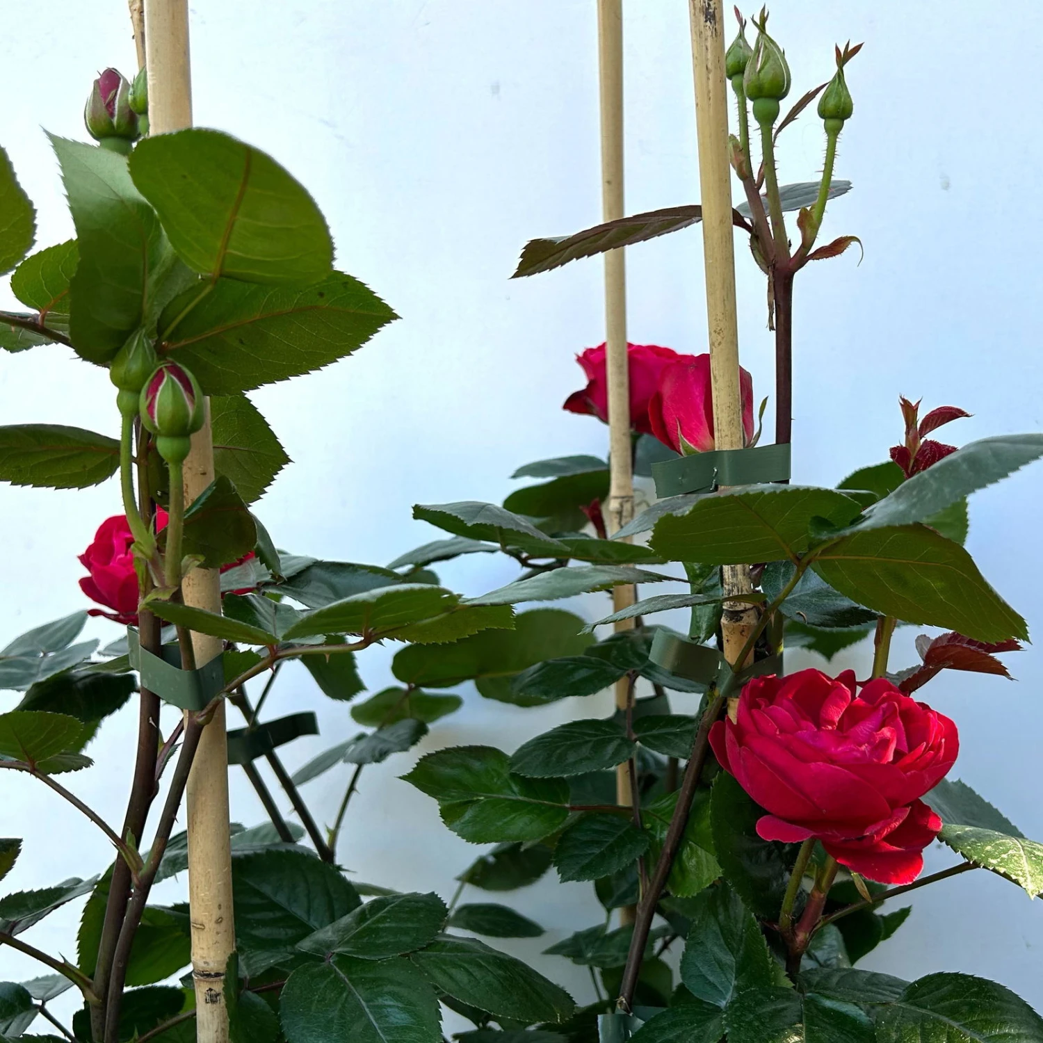 Beetrose 'Kompass'®, Rot, Doppelbogen, Topf 10 Liter 9 Beetrose 'Kompass'®, Rot, Doppelbogen, Topf 10 Liter – Bild 9