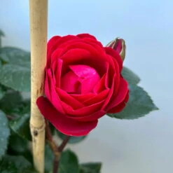 Beetrose 'Kompass'®, Rot, Doppelbogen, Topf 10 Liter 20 Beetrose 'Kompass'®, Rot, Doppelbogen, Topf 10 Liter -Compo Verkäufe 0460851126 rose kompass premium doppelbogen 6 124633