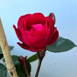 Beetrose 'Kompass'®, Rot, Doppelbogen, Topf 10 Liter 19 Beetrose 'Kompass'®, Rot, Doppelbogen, Topf 10 Liter -Compo Verkäufe 0460851126 rose kompass premium doppelbogen 7 124632