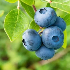 Naschgarten Beeren-Mix, 5er-Set, Höhe 35 Cm, Topf 2 Liter -Compo Verkäufe 0480890053 Koelle Heidelbeere Goltraube 040 080 Co 3 4l 49744 1