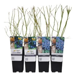 Heidelbeeren 'Klassiker', 4er-Set, Topf Je 2 Liter 9 Heidelbeeren 'Klassiker', 4er-Set, Topf Je 2 Liter -Compo Verkäufe 0480890241 Heidelbeeren PatriotGoldtraube mittelspaet Co WEB 3 89597