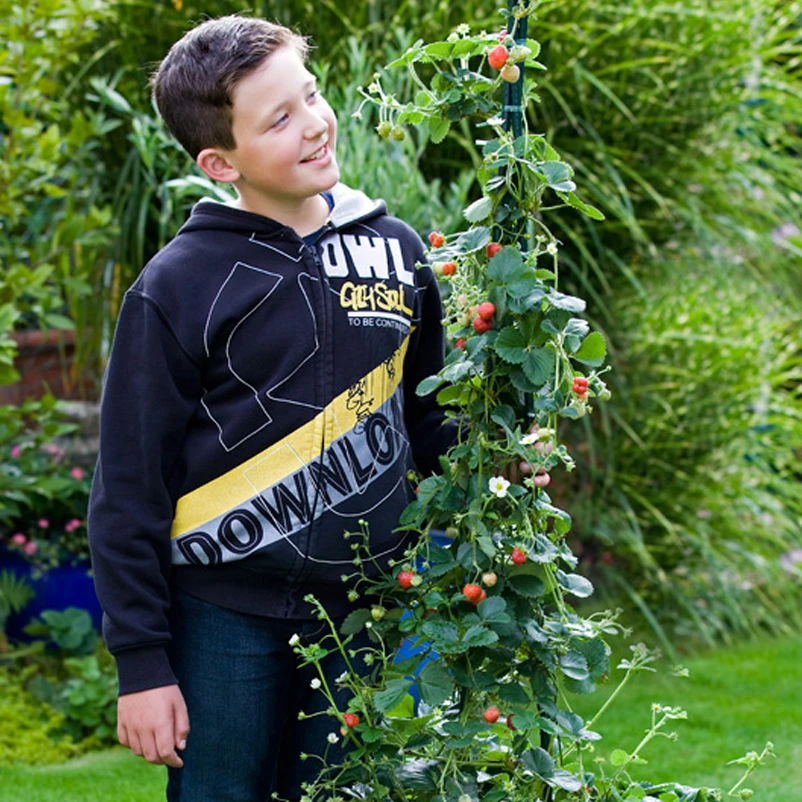 Klettererdbeere Hummi® "KletterToni", 9 Cm Topf Im 6er Set 1 Klettererdbeere Hummi® "KletterToni", 9 Cm Topf Im 6er Set