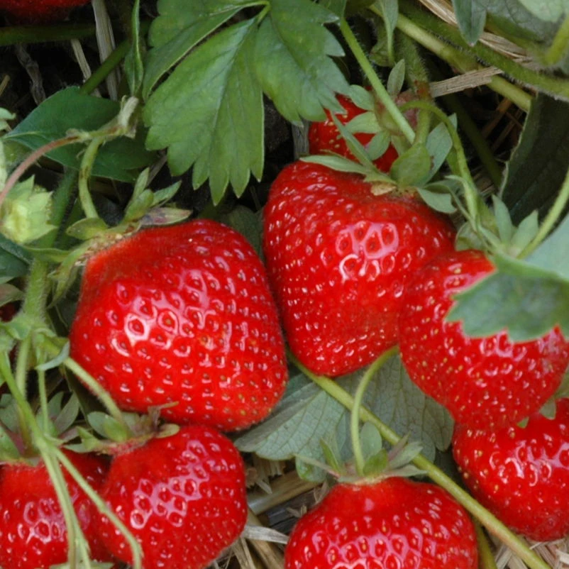 Klettererdbeere Hummi® "KletterToni", 9 Cm Topf Im 6er Set 2 Klettererdbeere Hummi® "KletterToni", 9 Cm Topf Im 6er Set – Bild 2