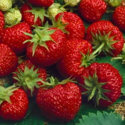 6er-Set Erdbeere Hummi® 'Merosa' öftertragend, Je Im 9 Cm Topf -Compo Verkäufe 0480910396 Hummi Merosa im 6er Set T92 neu 89653