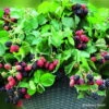 Stachellose Zwerg-Brombeere 'Coolaris® Patio Black', Topf 5 Liter