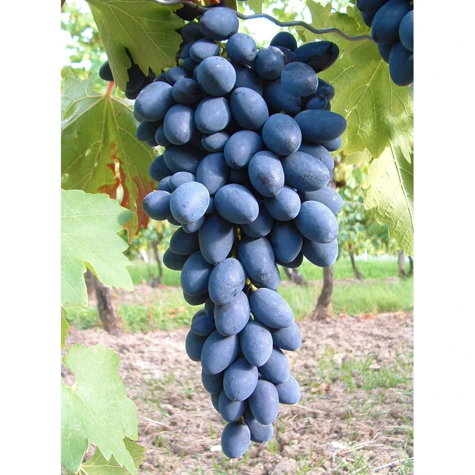 Kernarme Tafeltraube 'Kodrianka'(s) 2 Kernarme Tafeltraube 'Kodrianka'(s) – Bild 2