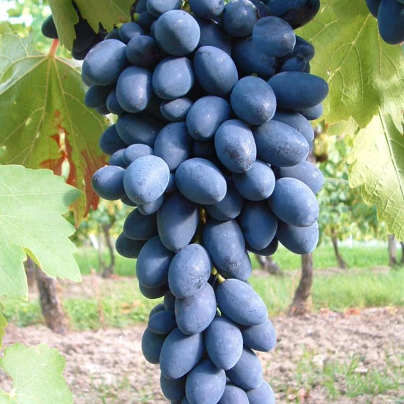 Kernarme Tafeltraube 'Kodrianka'(s) 1 Kernarme Tafeltraube 'Kodrianka'(s)