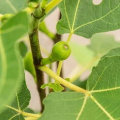 Feige 'Firoma'®, 2er-Set, Höhe 40-60 Cm, Topf 5 Liter 7 Feige 'Firoma'®, 2er-Set, Höhe 40-60 Cm, Topf 5 Liter -Compo Verkäufe 0480940150 Ficus carica Firoma 2er Set 1 99282