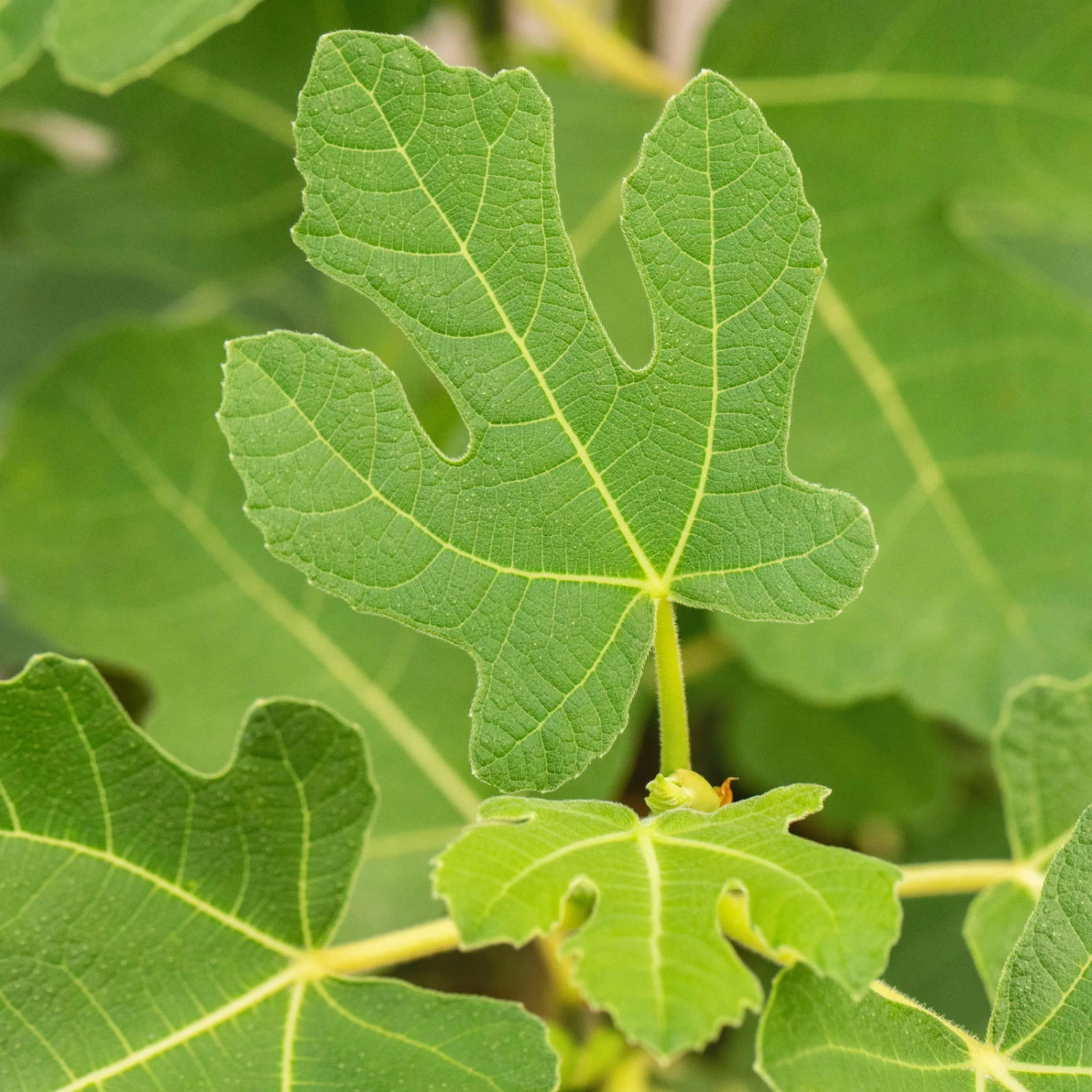 Feige 'Firoma'®, 2er-Set, Höhe 40-60 Cm, Topf 5 Liter 2 Feige 'Firoma'®, 2er-Set, Höhe 40-60 Cm, Topf 5 Liter – Bild 2