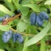 4er-Set Sibirische Blaubeere MyBerry® 'Bee' (Lonicera Kamtschatica), Höhe 25-30 Cm, Im 3 Liter Topf