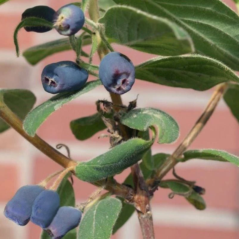 4er-Set Sibirische Blaubeere 'Blue Velvet'® (Lonicera Kamtschatica), Höhe 25-30 Cm, Im 3 Liter Topf 1 4er-Set Sibirische Blaubeere 'Blue Velvet'® (Lonicera Kamtschatica), Höhe 25-30 Cm, Im 3 Liter Topf