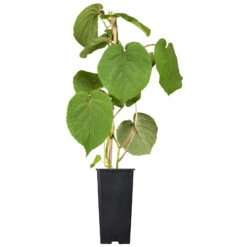 Grünfruchtige Kiwi 'Hayward', 2er-Set, Topf 15 Cm Ø -Compo Verkäufe 0480960140 0480960141 0480960142 Golden Kiwi Altas 87663