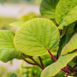 Grünfruchtige Kiwi 'Hayward', 2er-Set, Topf 15 Cm Ø -Compo Verkäufe 0480960141 0480960142 Hayward 87665