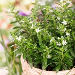 Japanische Scheinmyrte, 6er-Set, Cuphea Hyssopifolia, Weiß, Topf 11 Cm Ø