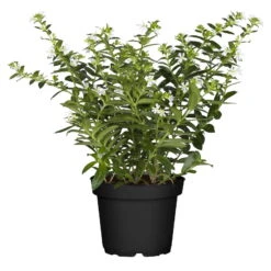 Japanische Scheinmyrte, 6er-Set, Cuphea Hyssopifolia, Weiß, Topf 11 Cm Ø -Compo Verkäufe 0610103452 Cuphea T11 weiss Set 3Stueck 74330