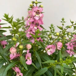 Angelonia Rosa, Topf-Ø 12 Cm, 6er-Set -Compo Verkäufe 0610103602 Angelonia T12 rosa 6er Set WS 4 95674