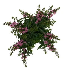 Angelonia Rosa, Topf-Ø 12 Cm, 6er-Set -Compo Verkäufe 0610103602 Angelonia T12 rosa 6er Set WS 5 95832