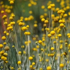 Craspedia Gelb, Topf-Ø 12 Cm, Höhe Ca. 25 Cm