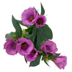 Lisianthus Rosa, Topf-Ø 10,5 Cm, 8er-Set -Compo Verkäufe 0610103641 0610103643 Lisianthus rosa 6er Set 4 111939