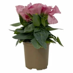 Lisianthus Rosa, Topf-Ø 10,5 Cm, 8er-Set -Compo Verkäufe 0610103643 Lisianthus rosa 8er Set 3 114075