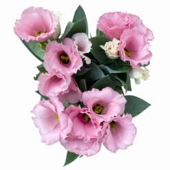 Lisianthus Rosa, Topf-Ø 10,5 Cm, 8er-Set -Compo Verkäufe 0610103643 Lisianthus rosa 8er Set 8 114077