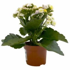 Kalanchoe 'Mozaic', Wechselfarbig, Topf-Ø 12 Cm, Höhe Ca. 22 Cm, 6er-Set 11 Kalanchoe 'Mozaic', Wechselfarbig, Topf-Ø 12 Cm, Höhe Ca. 22 Cm, 6er-Set -Compo Verkäufe 0610103650 Outdoor Kalanchoe Mozaic wechselfarbig 6er Set 3 113822