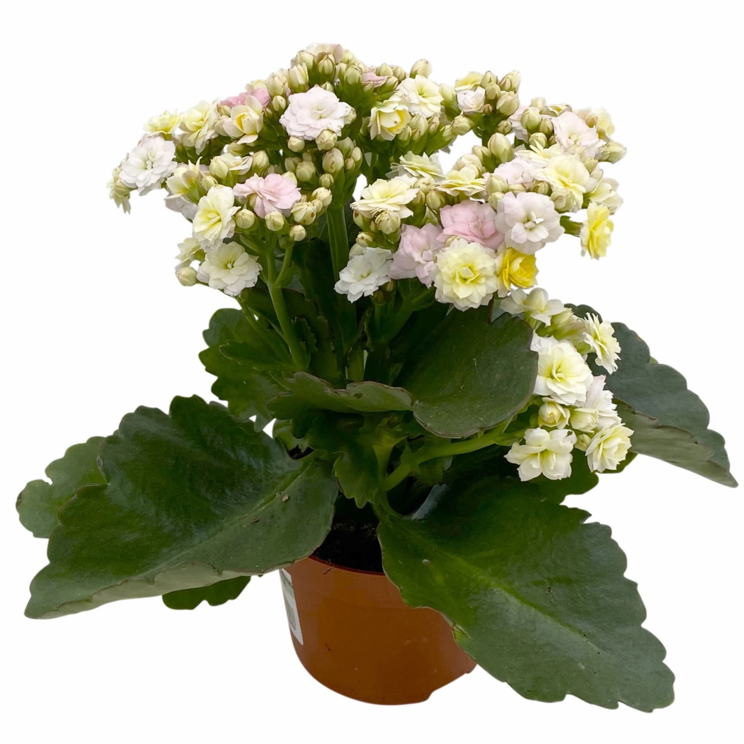 Kalanchoe 'Mozaic', Wechselfarbig, Topf-Ø 12 Cm, Höhe Ca. 22 Cm, 6er-Set 2 Kalanchoe 'Mozaic', Wechselfarbig, Topf-Ø 12 Cm, Höhe Ca. 22 Cm, 6er-Set – Bild 2