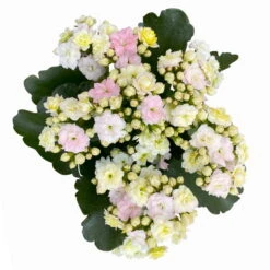 Kalanchoe 'Mozaic', Wechselfarbig, Topf-Ø 12 Cm, Höhe Ca. 22 Cm, 6er-Set 12 Kalanchoe 'Mozaic', Wechselfarbig, Topf-Ø 12 Cm, Höhe Ca. 22 Cm, 6er-Set -Compo Verkäufe 0610103650 Outdoor Kalanchoe Mozaic wechselfarbig 6er Set 8 113824