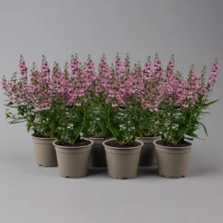 Angelonia Rosa, Topf-Ø 12 Cm, 6er-Set