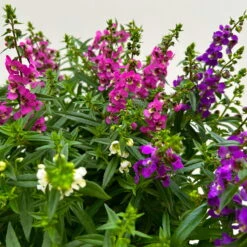 Angelonia 'Trio' Rosa-weiß-lila/blau, Topf-Ø 15 Cm, 3er-Set -Compo Verkäufe 0610103733 Angelonia trio T15 3er Set 12 125836
