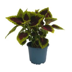 Buntnessel 'Alligator Alley', 6er-Set, Grün-pink-dunkelrot, Topf 12 Cm Ø -Compo Verkäufe 0610180184 Solenostemon scut T12 Alligator Alley 6er Set 1 93128