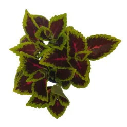 Buntnessel 'Alligator Alley', 6er-Set, Grün-pink-dunkelrot, Topf 12 Cm Ø -Compo Verkäufe 0610180184 Solenostemon scut T12 Alligator Alley 6er Set 5 93127