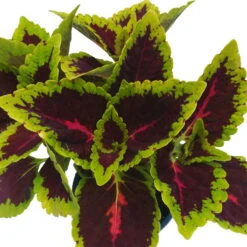 Buntnessel 'Alligator Alley', 6er-Set, Grün-pink-dunkelrot, Topf 12 Cm Ø -Compo Verkäufe 0610180184 Solenostemon scut T12 Alligator Alley 6er Set 7 93126