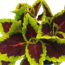 Buntnessel 'Alligator Alley', 6er-Set, Grün-pink-dunkelrot, Topf 12 Cm Ø -Compo Verkäufe 0610180184 Solenostemon scut T12 Alligator Alley 6er Set 8 93125