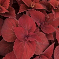 Pflanzenset 'Spätsommer-Gold' Gelb-orange, Topf-Ø 12 Cm, 4er-Set 27 Pflanzenset 'Spätsommer-Gold' Gelb-orange, Topf-Ø 12 Cm, 4er-Set -Compo Verkäufe 0610180185 Solenostemon scut T1213 Beale Street Set 3Stueck 74401