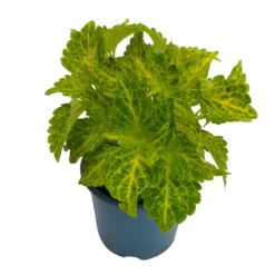 Buntnessel 'River Walk', 6er-Set, Hellgrün-dunkelgrün, Topf 12 Cm Ø 11 Buntnessel 'River Walk', 6er-Set, Hellgrün-dunkelgrün, Topf 12 Cm Ø -Compo Verkäufe 0610180191 Solenostemon scut T12 River Walk 6er Set 1 93138