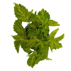 Buntnessel 'River Walk', 6er-Set, Hellgrün-dunkelgrün, Topf 12 Cm Ø 10 Buntnessel 'River Walk', 6er-Set, Hellgrün-dunkelgrün, Topf 12 Cm Ø -Compo Verkäufe 0610180191 Solenostemon scut T12 River Walk 6er Set 4 93137