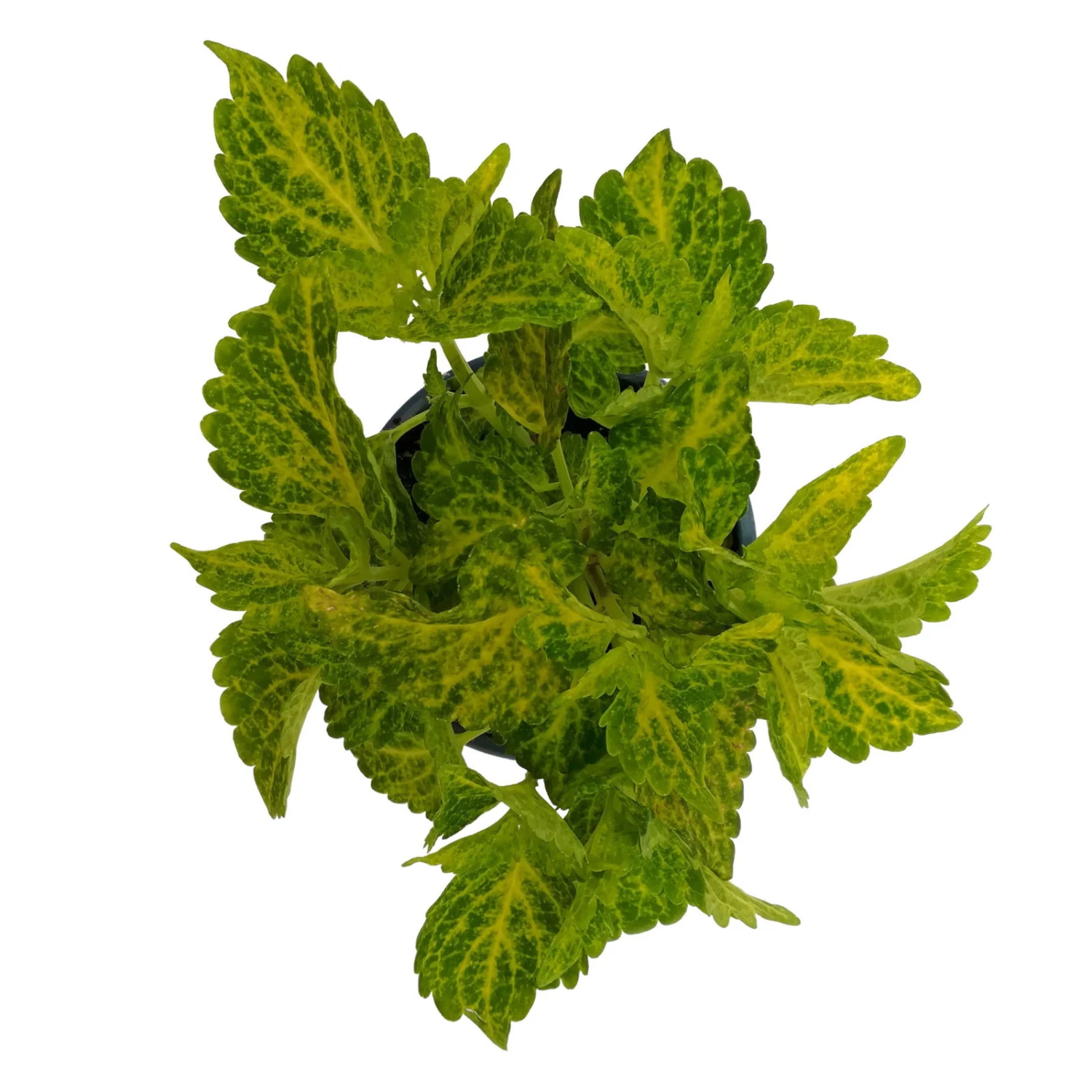 Buntnessel 'River Walk', 6er-Set, Hellgrün-dunkelgrün, Topf 12 Cm Ø 4 Buntnessel 'River Walk', 6er-Set, Hellgrün-dunkelgrün, Topf 12 Cm Ø – Bild 4