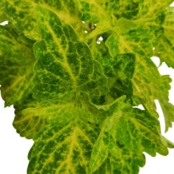 Buntnessel 'River Walk', 6er-Set, Hellgrün-dunkelgrün, Topf 12 Cm Ø 9 Buntnessel 'River Walk', 6er-Set, Hellgrün-dunkelgrün, Topf 12 Cm Ø -Compo Verkäufe 0610180191 Solenostemon scut T12 River Walk 6er Set 6 93136