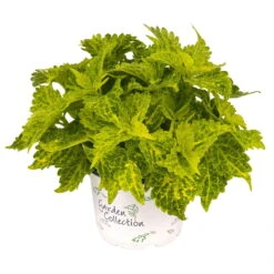 Buntnessel 'River Walk', 6er-Set, Hellgrün-dunkelgrün, Topf 12 Cm Ø