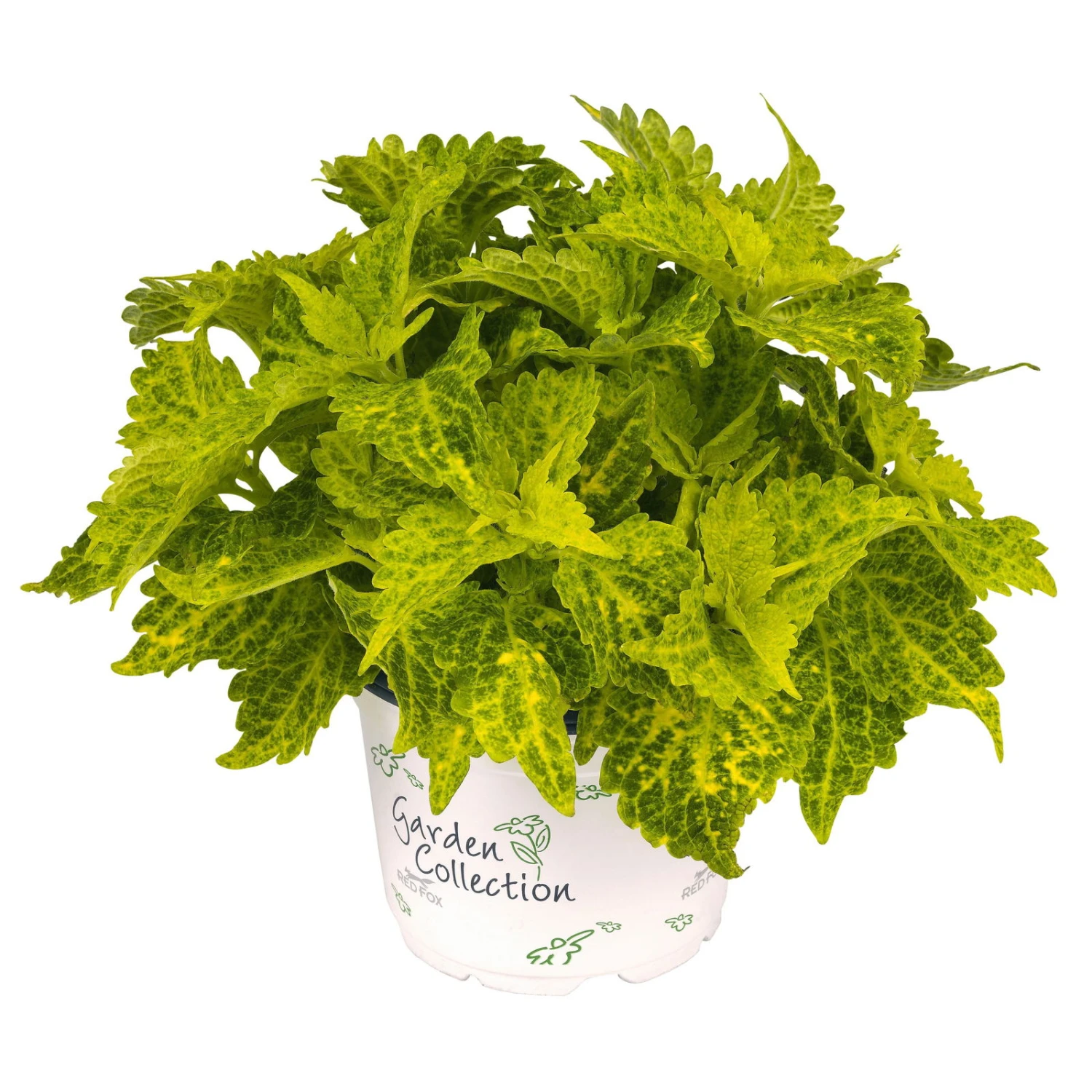 Buntnessel 'River Walk', 6er-Set, Hellgrün-dunkelgrün, Topf 12 Cm Ø 1 Buntnessel 'River Walk', 6er-Set, Hellgrün-dunkelgrün, Topf 12 Cm Ø