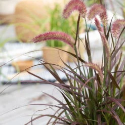 Rotes Lampenputzergras 'Rubrum' Rot, Einjährig, Topf-Ø 19 Cm, 2er-Set