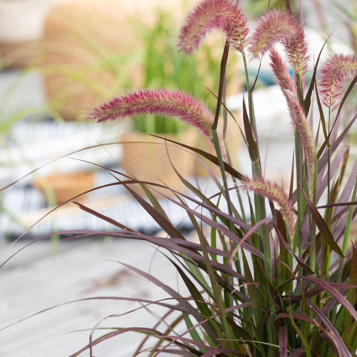 Rotes Lampenputzergras 'Rubrum' Rot, Einjährig, Topf-Ø 19 Cm, 2er-Set 1 Rotes Lampenputzergras 'Rubrum' Rot, Einjährig, Topf-Ø 19 Cm, 2er-Set