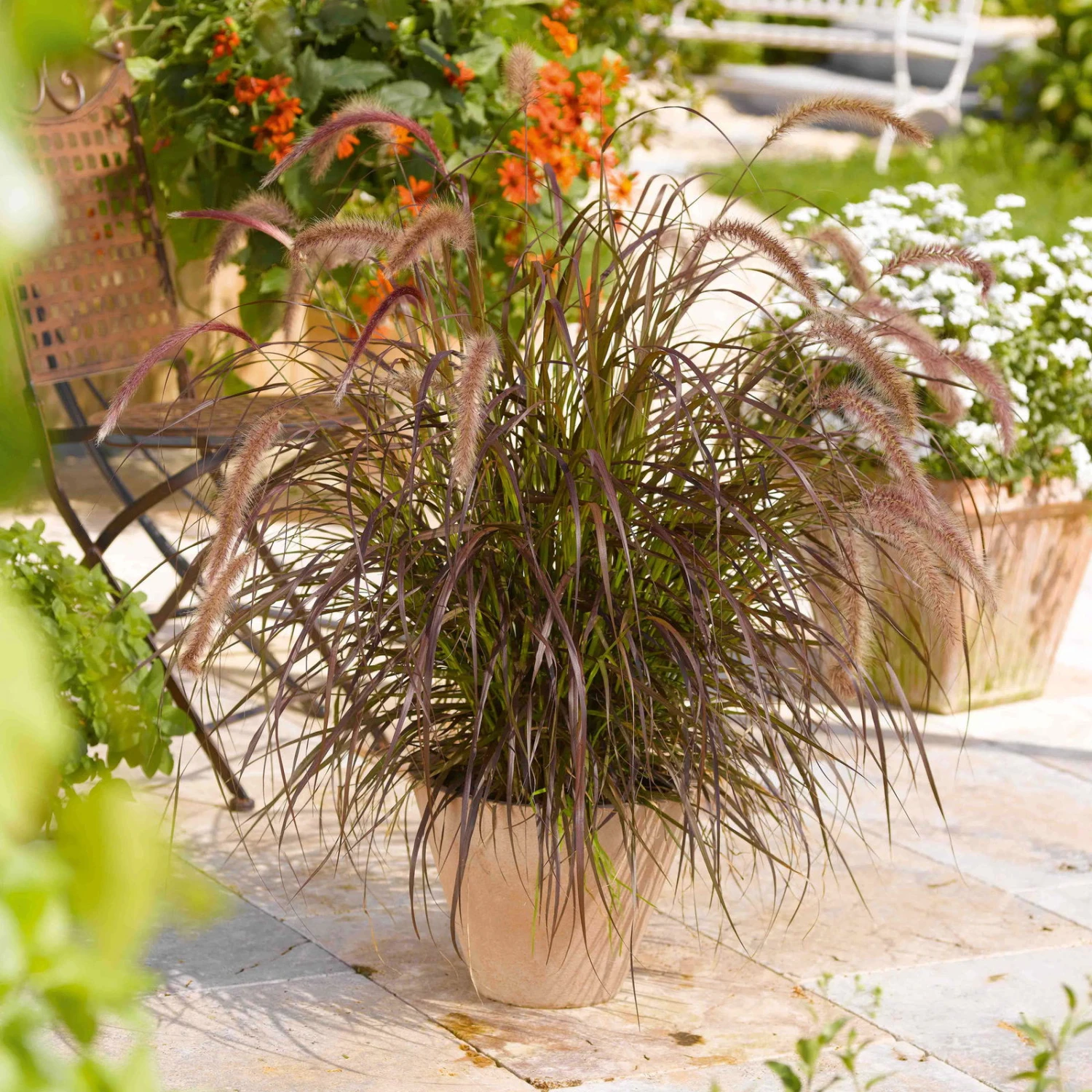 Rotes Lampenputzergras 'Rubrum' Rot, Einjährig, Topf-Ø 19 Cm, 2er-Set 2 Rotes Lampenputzergras 'Rubrum' Rot, Einjährig, Topf-Ø 19 Cm, 2er-Set – Bild 2