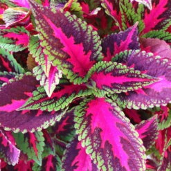 Buntnessel 'Ruby Road' Dunkelviolett-pink-grün, Topf-Ø 12 Cm, 6er-Set