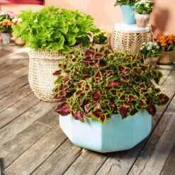 Buntnessel 'Ruby Road' Dunkelviolett-pink-grün, Topf-Ø 12 Cm, 6er-Set -Compo Verkäufe 0610180250 Solenostemon scut T12 Ruby Road 6er Set WS 4 93219