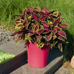 Buntnessel 'Ruby Road' Dunkelviolett-pink-grün, Topf-Ø 12 Cm, 6er-Set -Compo Verkäufe 0610180250 Solenostemon scut T12 Ruby Road 6er Set WS 5 93221